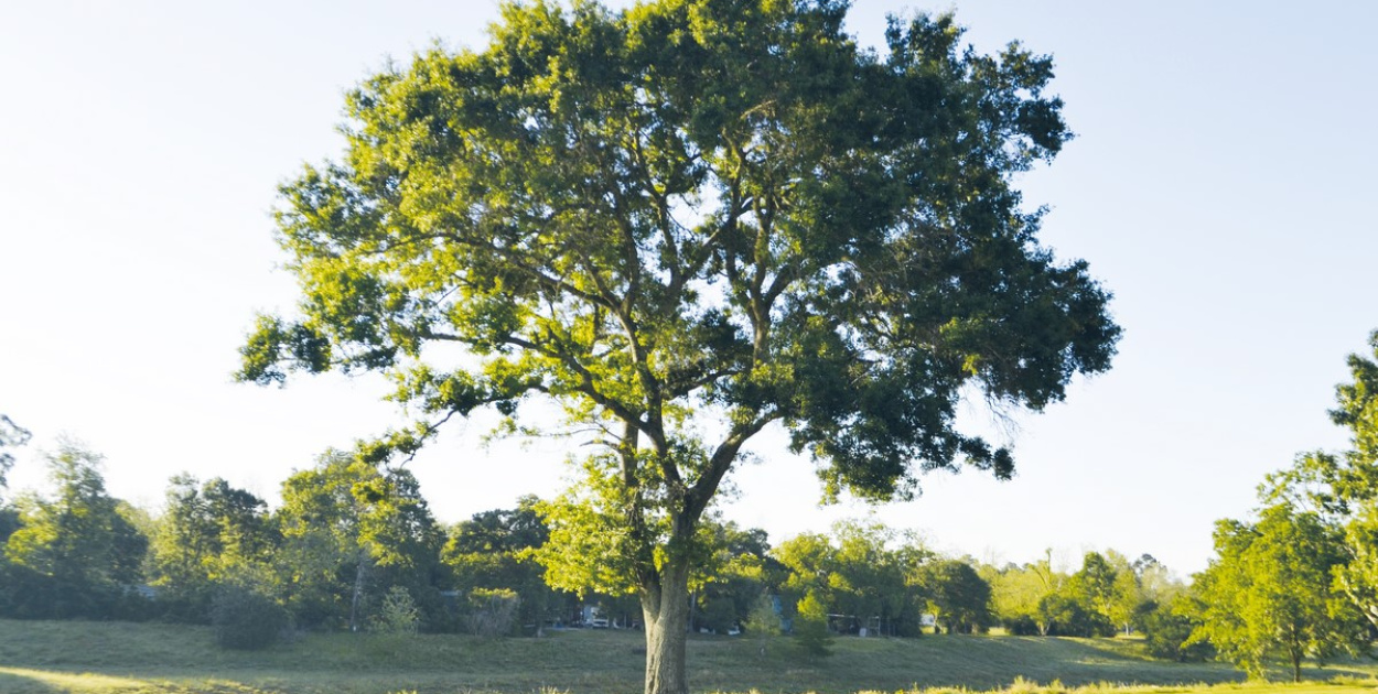 Po co powstał program "Czyste Powietrze"?