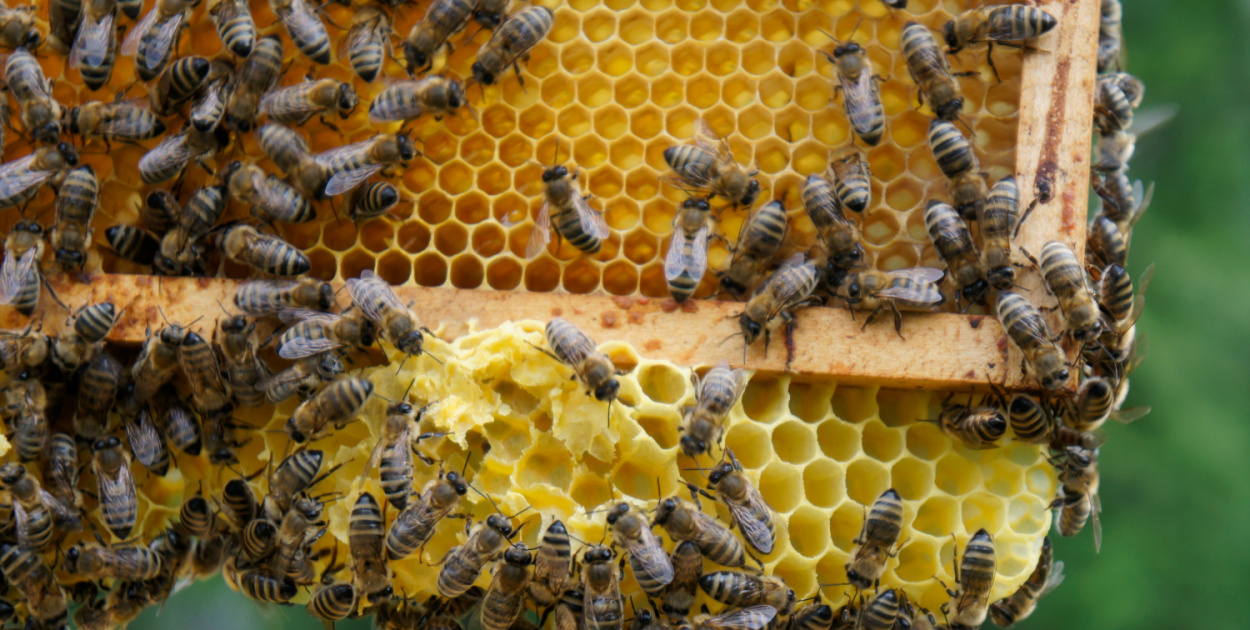 Coraz mniej miodu z polskich pasiek. Co, jeżeli pszczoły wyginą?