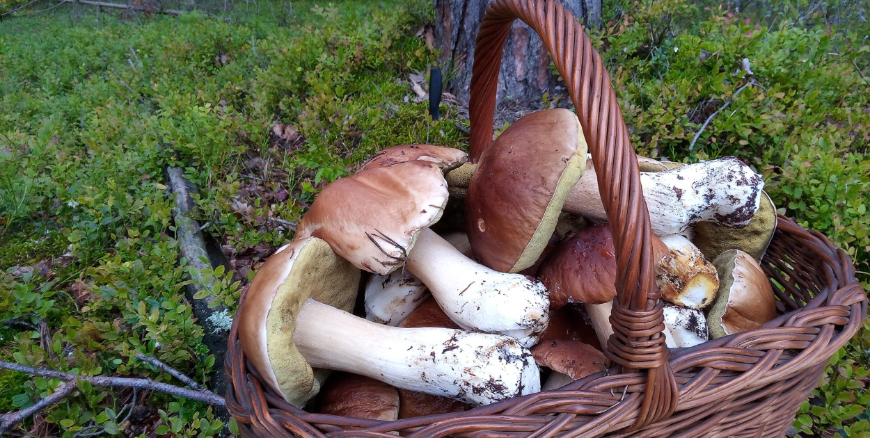  Grzybiarze szykują się do sprzątania lasu. Akcję zakończy wspólny…