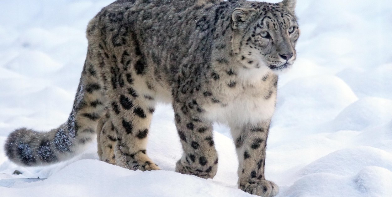 23 października przypomina nam, że irbis może zniknąć z gór Azji