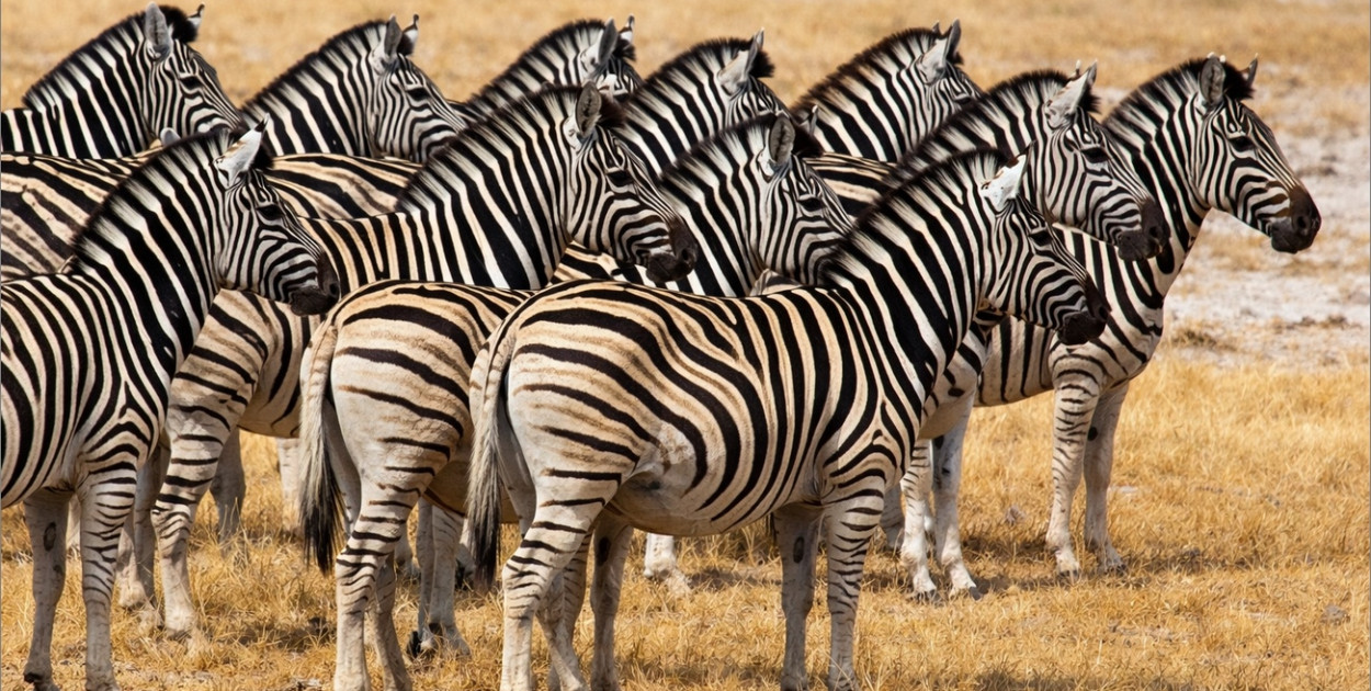 Trzy oblicza 31 stycznia. Wódka, iluzja i zebra