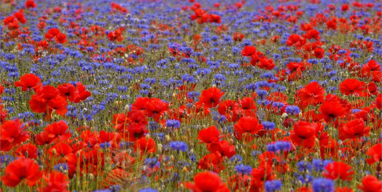 Chwasty, światło i uczciwość. Co świętujemy 28 marca