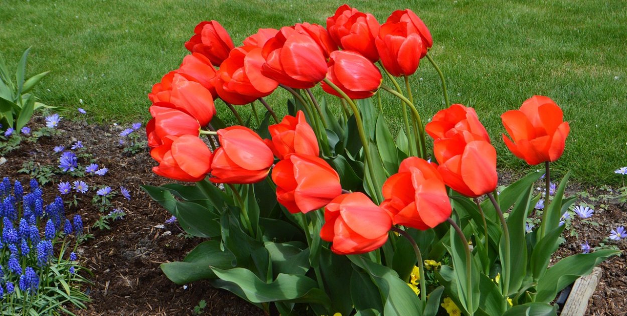 Tulipany w ogrodzie - kiedy wykopywać cebulki po kwitnieniu