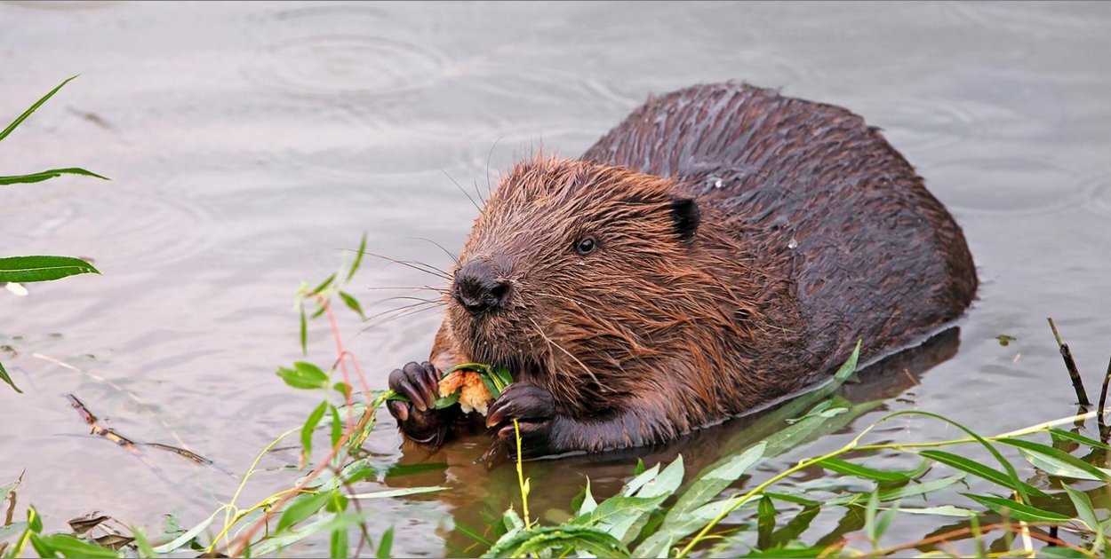 Od medyków po bobry. Co świętujemy 7 kwietnia