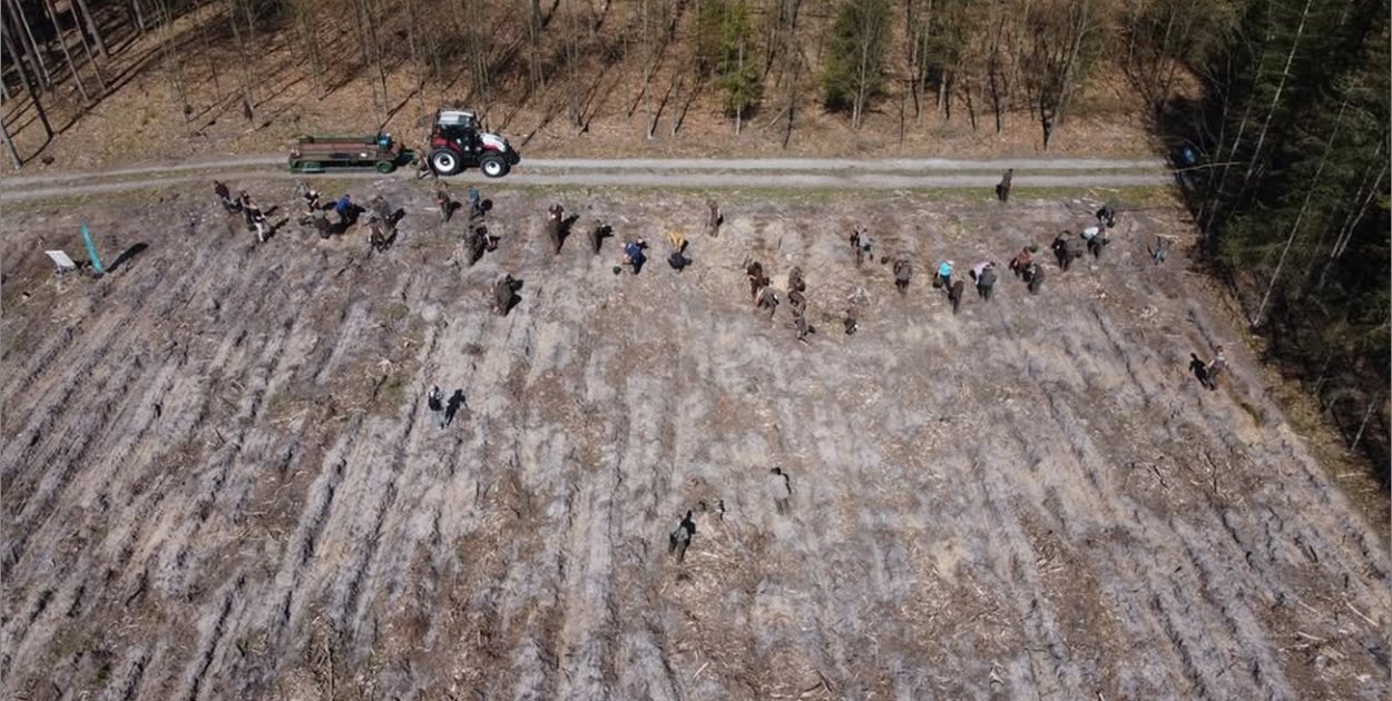 Posadź własne drzewo i poznaj pracę leśników. Wyjątkowa akcja w kwietniu