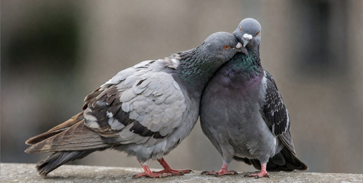 Jednorożce i gołębie. Niezwykłe święta 9 kwietnia