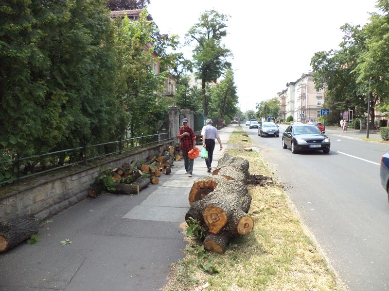Radosna twórczość, dewastacja czy remont chodnika? Urzędnicy pozwolili wyciąć drzewa, mieszkańcy pytają: Dlaczego?