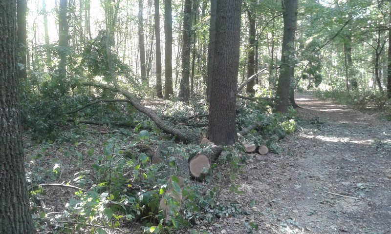 Ustalono „sprawców” zniszczenia drzewa w Parku Wolności