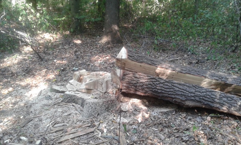 Próba zuchwałej kradzieży drewna. Złodzieje bezpowrotnie zniszczyli drzewo