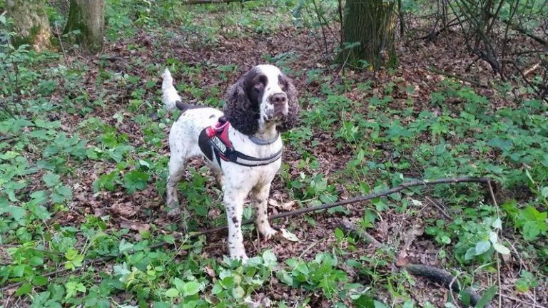 Pies Buddy z SPR OSP Lipki odnalazł zaginionego mężczyznę