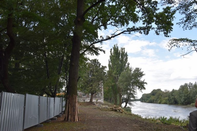 Wykonawca wałów przeciwpowodziowych uchroni przed wycinką kilkanaście okazałych drzew w parku