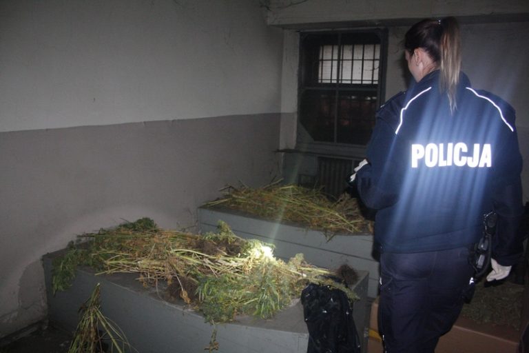Policjanci zlikwidowali plantację marihuany w Grodkowie
