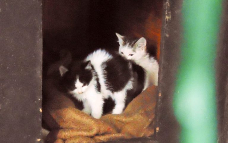 Dwa koty szukają nowego domu. Straż Miejska apeluje o pomoc