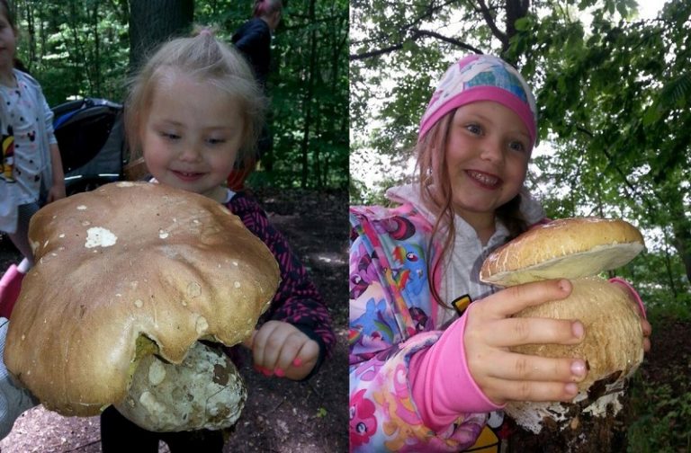 Taaakie grzyby tylko w Lubszy. Dziewczynka znalazła blisko kilogramowego borowika