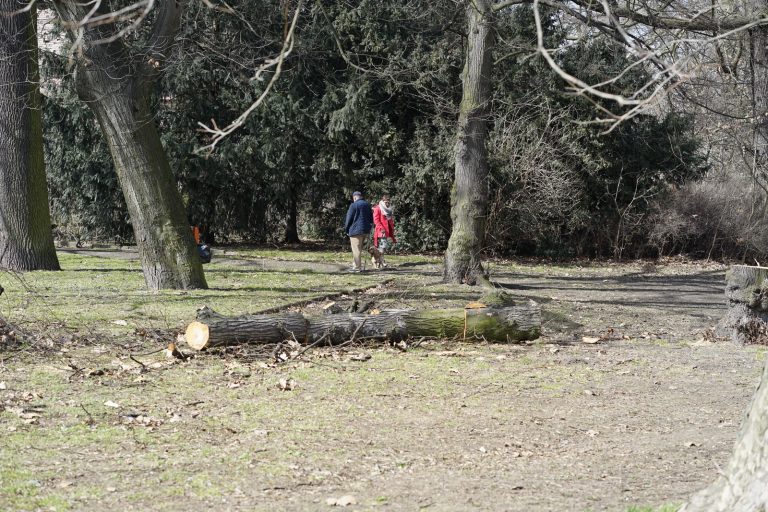 Wycieli drzewa, bo rewitalizują park. Mieszkańcy pytają – komu na tym zależało?