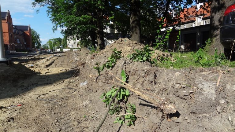 Drzewa w Alei Dębowej – pomniki przyrody – mogły zostać uszkodzone
