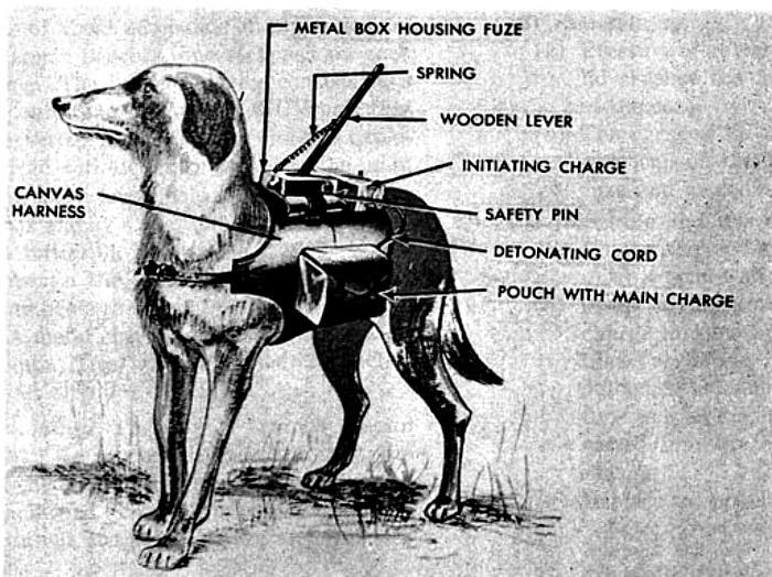 pies przeciwpancerny