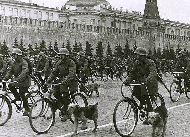wojskowe psy
Przeciwpancerne psy - historia niezwykła
