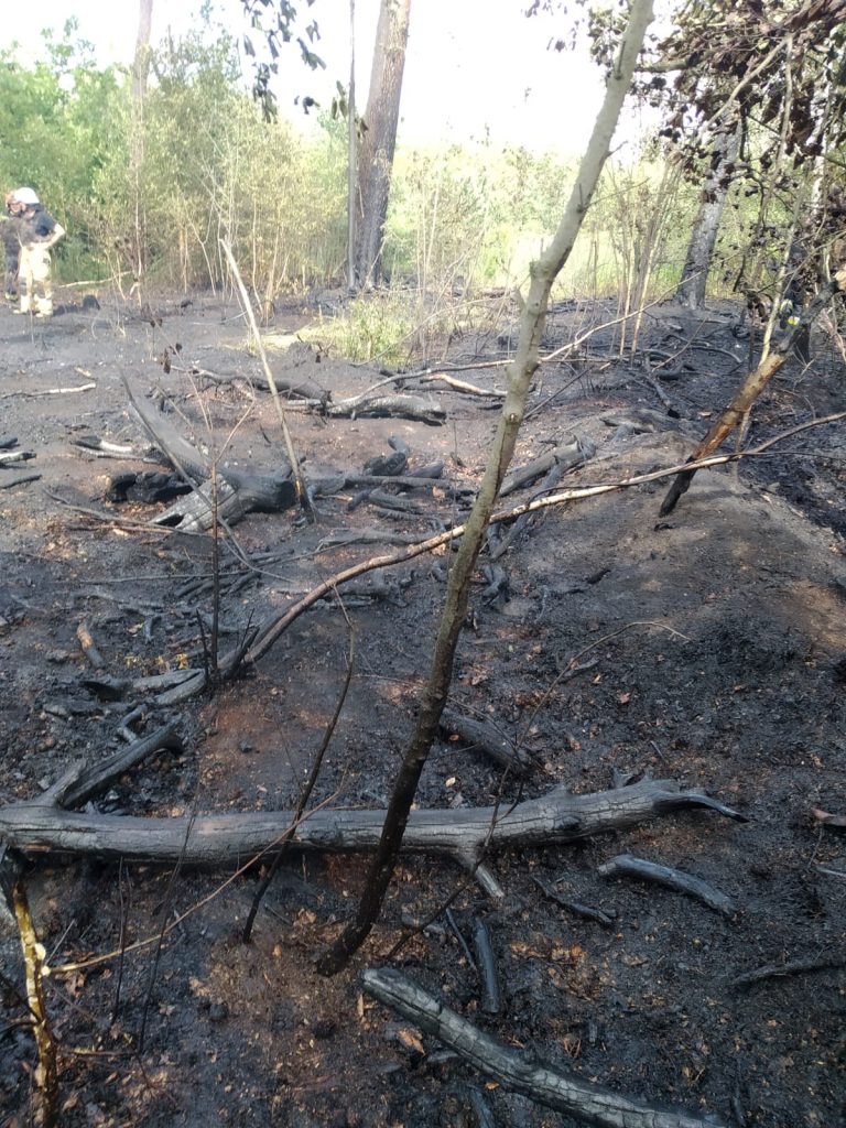 Pożar lasu pod Grodkowem