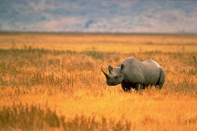 22 września – Dzień nosorożca i bez samochodu