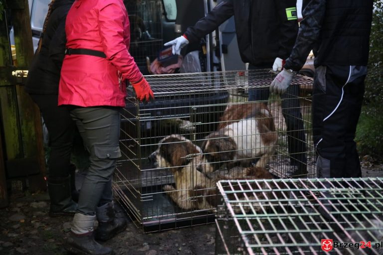 Nielegalna hodowla psów w Rogalicach. TOZ w asyście policji odbiera zwierzęta