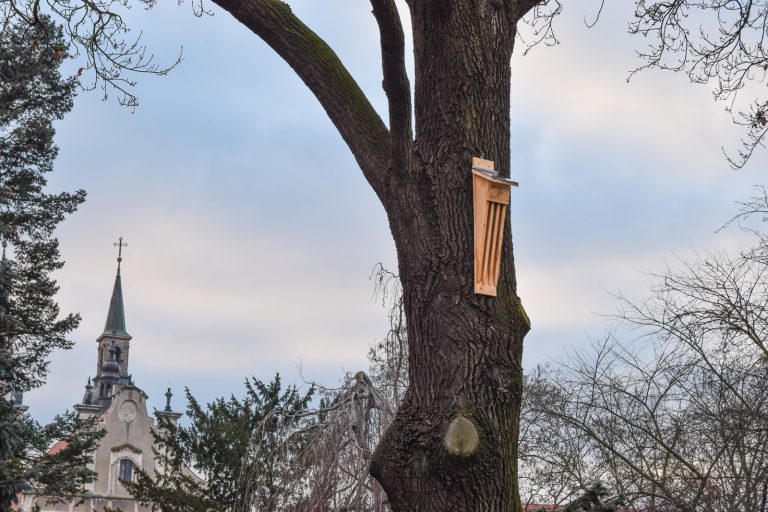 W brzeskich parkach zamontowano budki lęgowe dla ptaków i nietoperzy