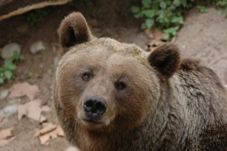 26. marca. Dziś obchodzimy m.in. Dzień Niedźwiedzia Grizzly
