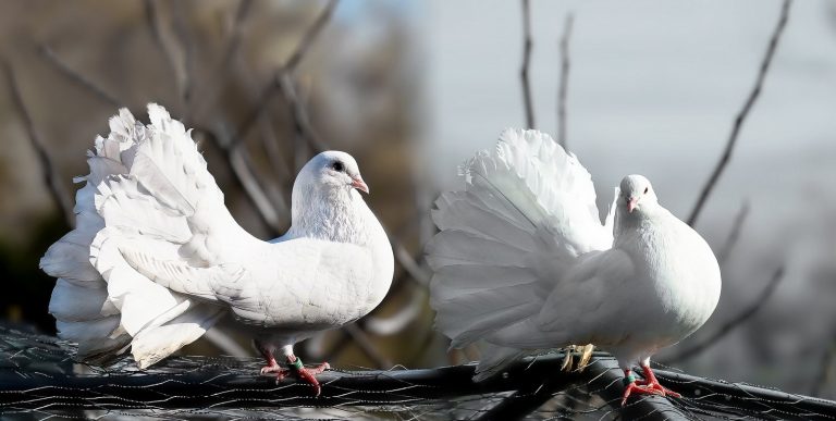 9 kwietnia – Święto gołębi i… jednorożców