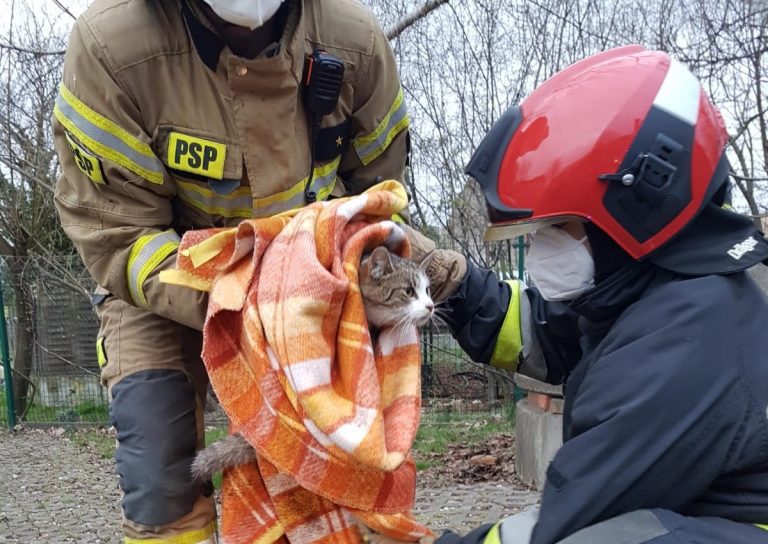 Kot potrzebował pomocy, do akcji ruszyli strażacy. Ratownicy nadali mu już imię