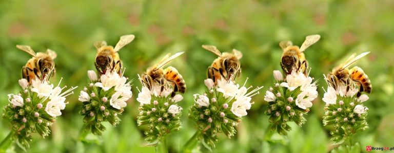 20. maja. Dziś obchodzimy m.in. Światowy Dzień Pszczół