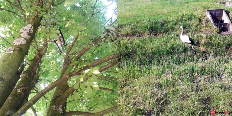 Rower na drzewie i łabędzie na drodze… – nietypowe Interwencje Straży Miejskiej w Grodkowie