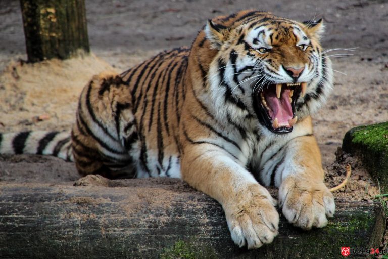 29. lipca. Dziś Światowy Dzień Tygrysa
