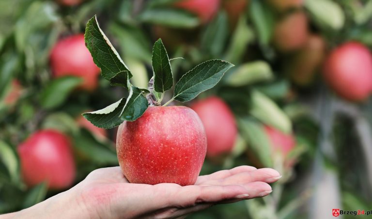 28. września. Dziś obchodzimy m.in. Światowy Dzień Jabłka
