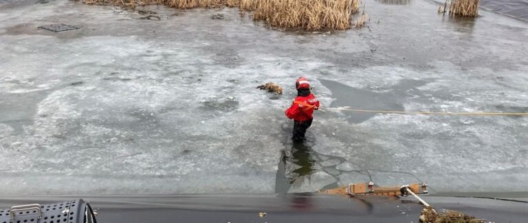 Strażacy z Brzegu uratowali lisa. Zwierzę było uwięzione w zbiorniku wodnym [wideo]
