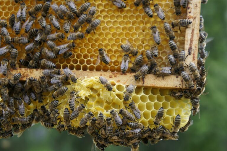 20 maja. Dziś obchodzimy m.in. Światowy Dzień Pszczół oraz Europejski Dzień Morza